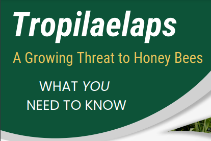 Decorative image from USDA publication about Tropilaelaps